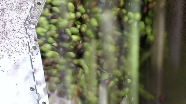 Raccolta olive