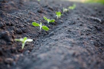 green plants growth