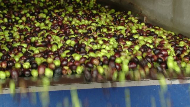 Raccolta olive