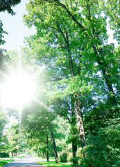 Fototapeta premium Foliage Beauty Natural Background