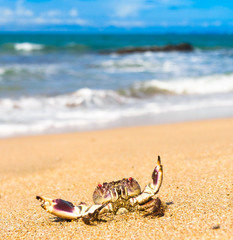 Menacing Eyes Pure Threat