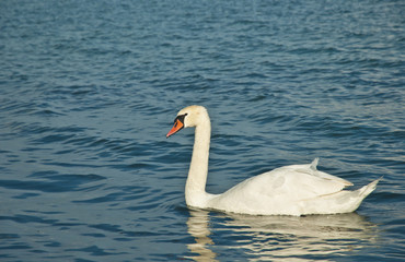 Fototapeta na wymiar Swan on lake Balaton