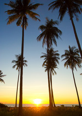 Obraz na płótnie Canvas Tree Silhouettes Coconut Horizon
