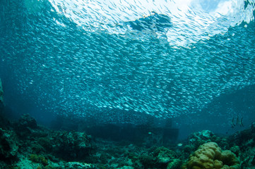 Naklejka na ściany i meble Schooling fishes in Gili Lombok Nusa Tenggara Barat underwater