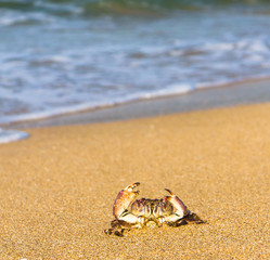 Cute Animal On the Shore