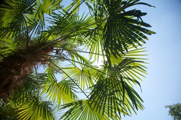 Obraz na płótnie Canvas great brown branch palm