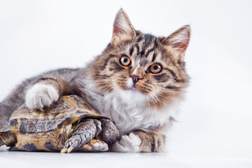 tabby cat with a turtle on a white background