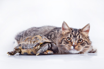 tabby cat with a turtle on a white background