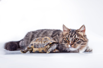 Fototapeta na wymiar tabby cat with a turtle on a white background