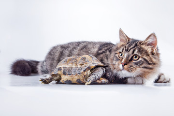 tabby cat with a turtle on a white background