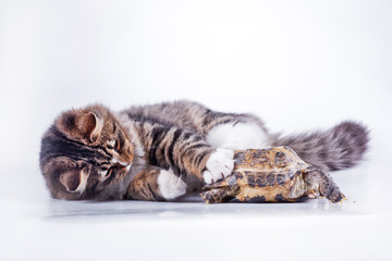 tabby cat with a turtle on a white background