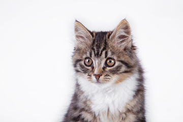 tabby cat on a white background