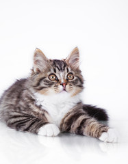 tabby cat on a white background