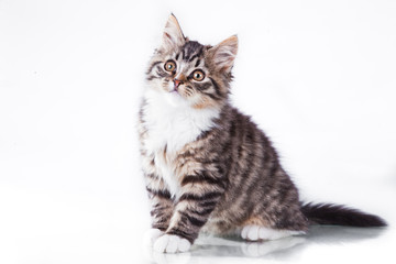 Fototapeta na wymiar tabby cat on a white background