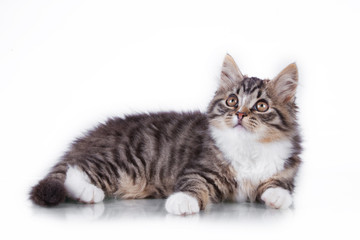 tabby cat on a white background