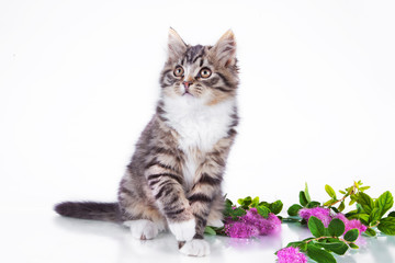 tabby cat on a white background