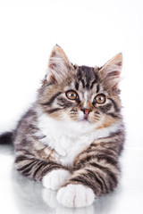 tabby cat on a white background