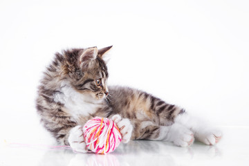tabby cat on a white background