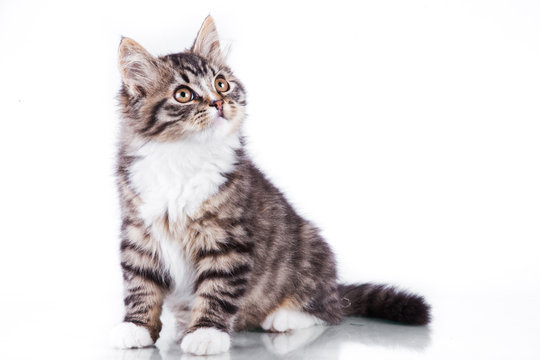 tabby cat on a white background