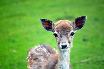 Young Deer