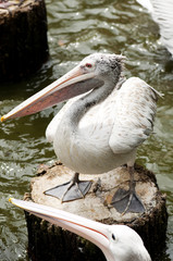 Pelican