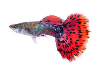 Fototapeta premium guppy fish isolated on white background