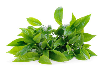 Obraz premium green tea leaf isolated on white background