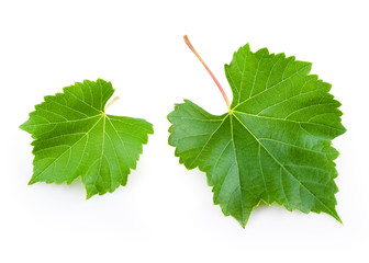 Grape leaves isolated on white.
