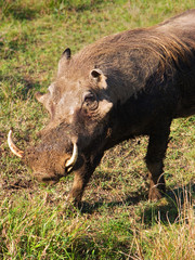 Warthog (Phacochoerus aethiopicus)