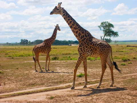 Masai giraffe (Giraffa camelpardalis tippelskirchi)