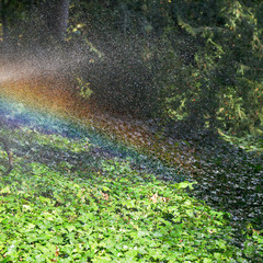 rainbow during rain in garden in sunny autumn day