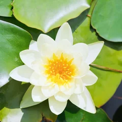 Afwasbaar Fotobehang Waterlelie white water lily flower with green leaves