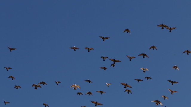 Flock of Birds in a Cloudless Sky