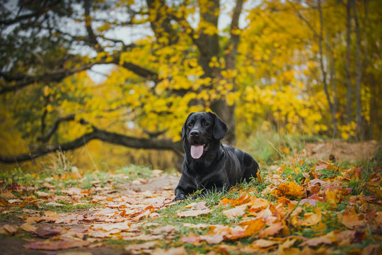 black labrador autumn in nature, vintage