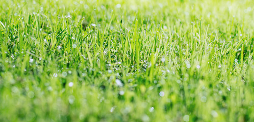 Green grass background