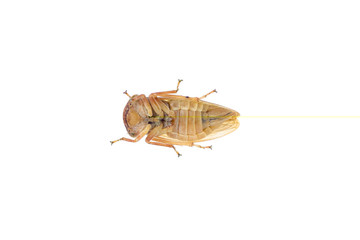 Auchenorrhyncha isolated on white background underside