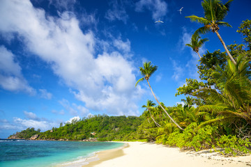 Tropical beach with palm trees in Mahe Island, Seychelles
