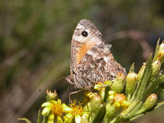 Fototapeta premium farfallina d'autunno 3