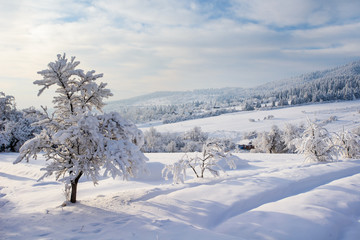 Fototapeta premium landscape