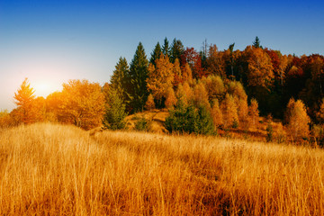 Fototapeta premium autumn