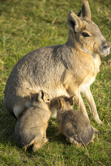 Patagonian mara with her babies