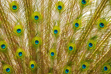 Obraz premium Tail of peacock