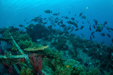 Fototapeta na wymiar Group chubs fishes,Gili Lombok Nusa Tenggara Barat underwate