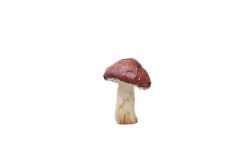 Fresh bolete  mushrooms isolated