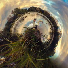 łabędzia planeta © kattiyo