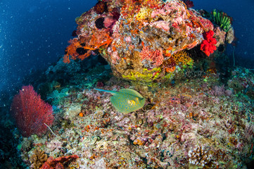 Blue spotted ray in Gili Lombok Nusa Tenggara Barat underwater