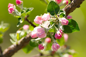 Fototapeta na wymiar Flowers on a branch of fruit tree.