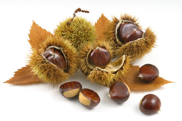 organis chestnuts