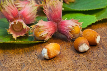 Hazelnuts and leaves