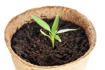 The young plant grows from a fertile soil is isolated on a white